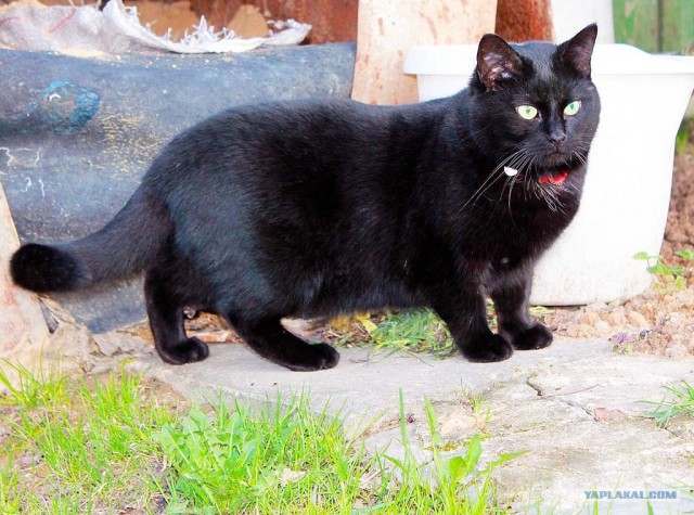 Котовторник  17.07.2012
