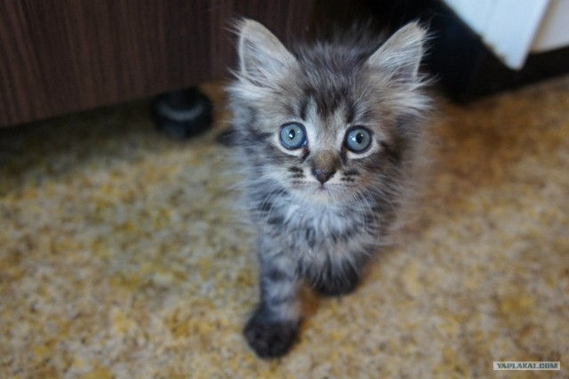 Котовторник 31.07.2012 г.