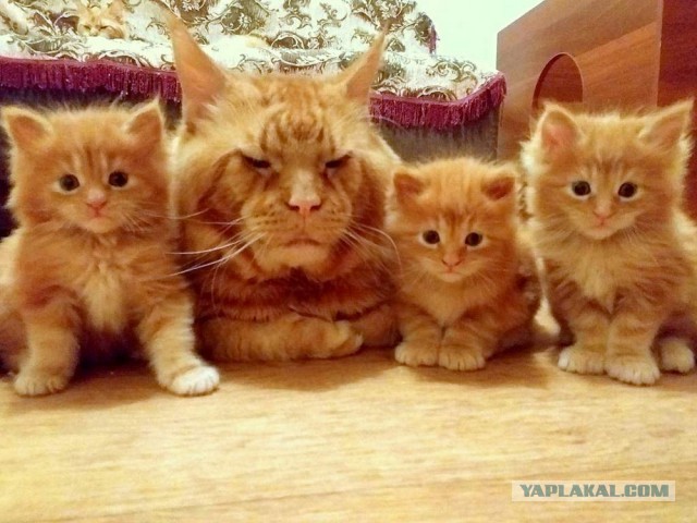 Котовторник 29.01.2019!