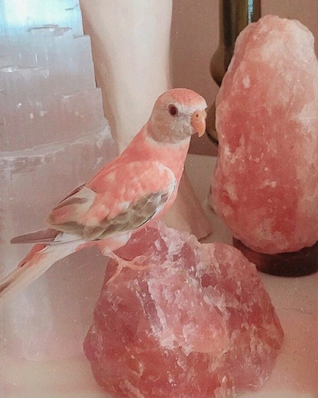 Живность из сети