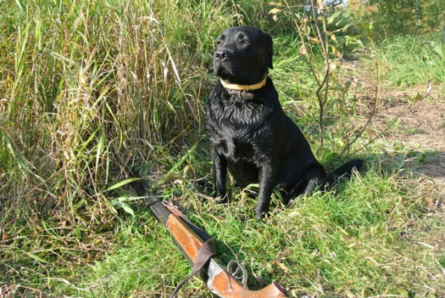 Собака — Улыбака :)