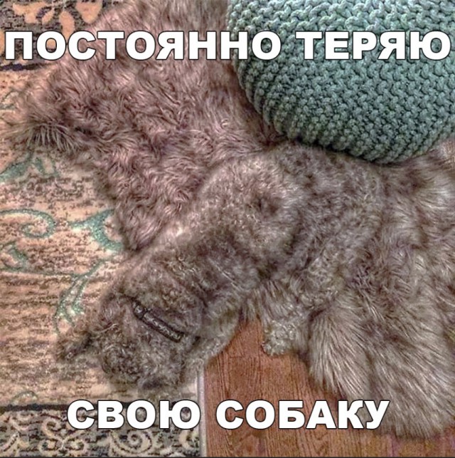 Милые животные. Мимиметр сломался