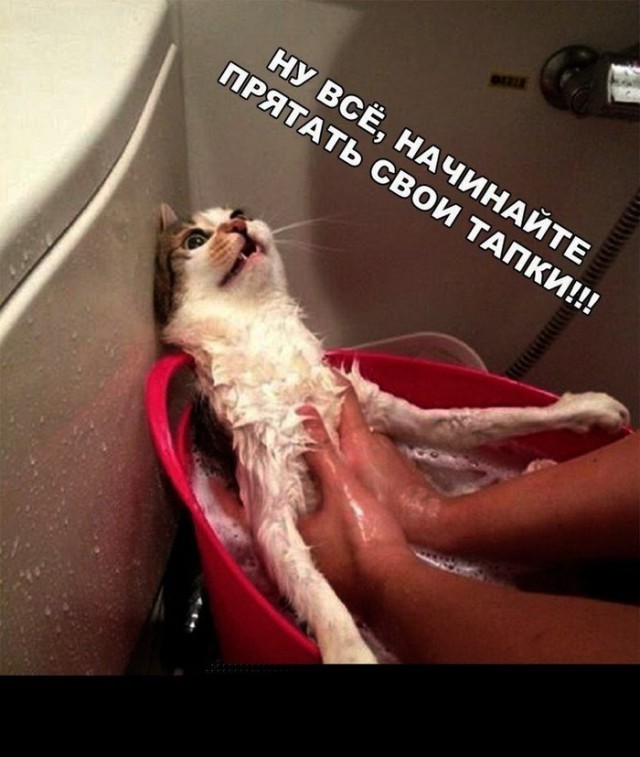 Живность из сети