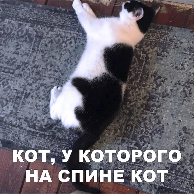 Забавные фото котеек