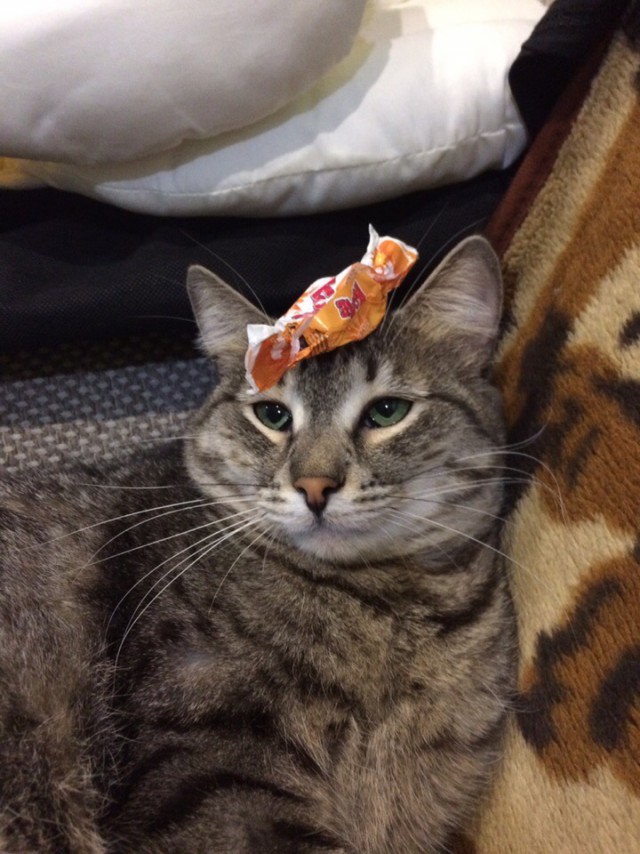 Котовторник! начнем? 04.06.19