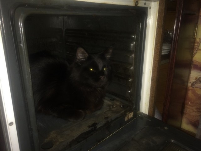 Котовторник 23.07.2019.