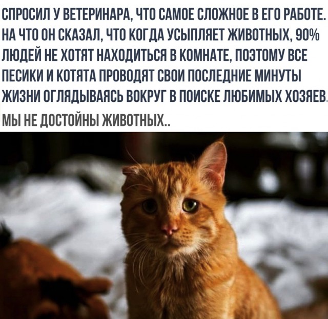 Забавные шутки, картинки и фразы из этих ваших интернетов