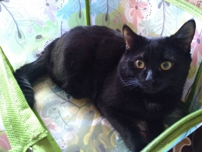 Что делать с котом?
