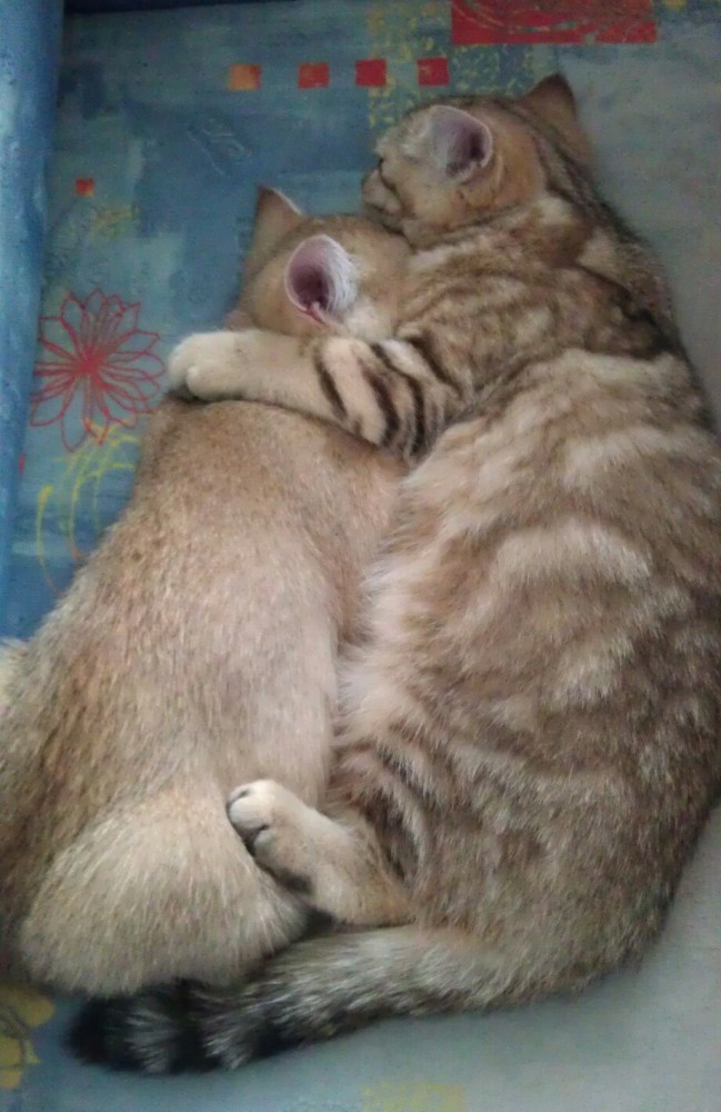 Что значит поза, в которой спит твоя кошка