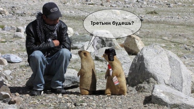 Сурки-гопники