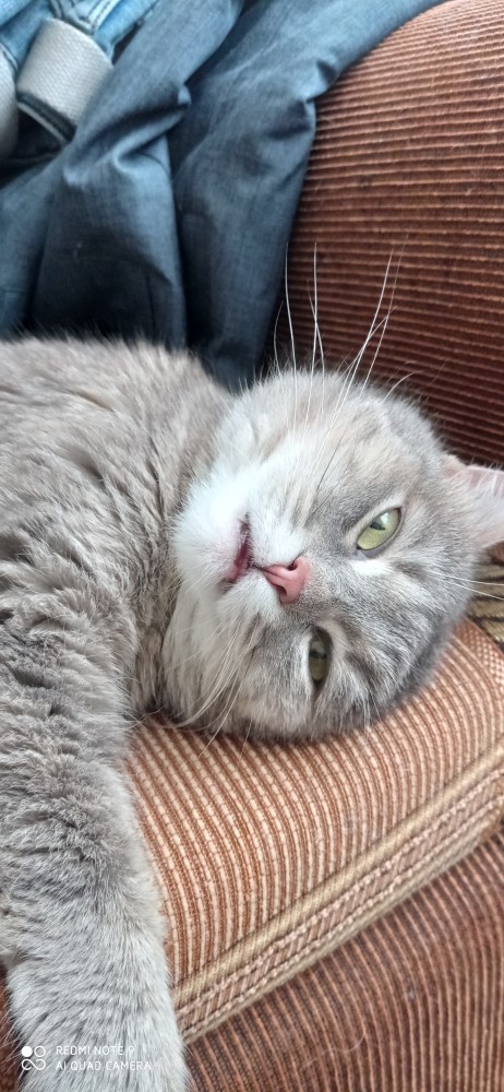 Кошки