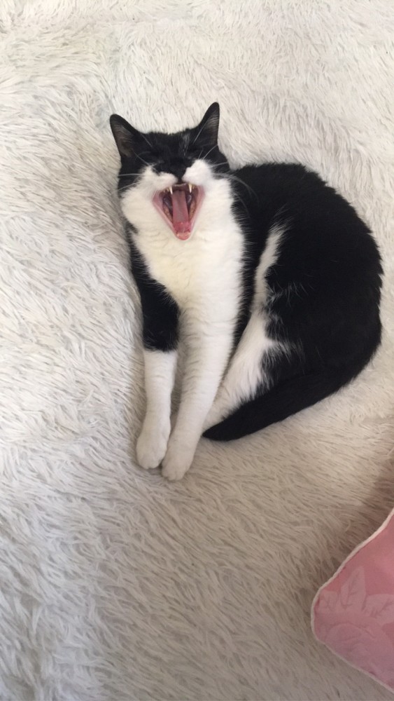 Котовторник. Поговорим о кличках, друзья