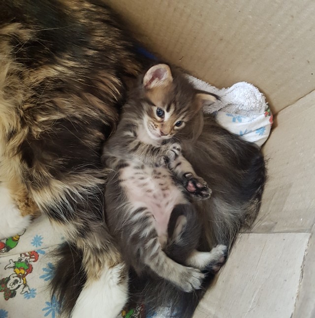 Погнали! С котовторником, други!