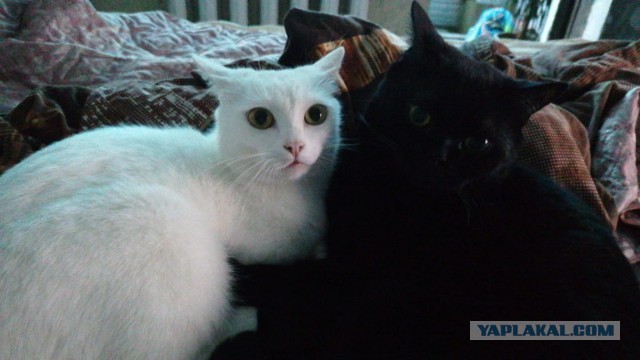 Котовторник (свои добавляем)