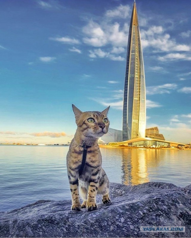 Разделка рыбов