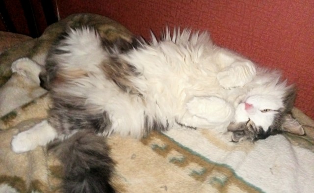 О котах