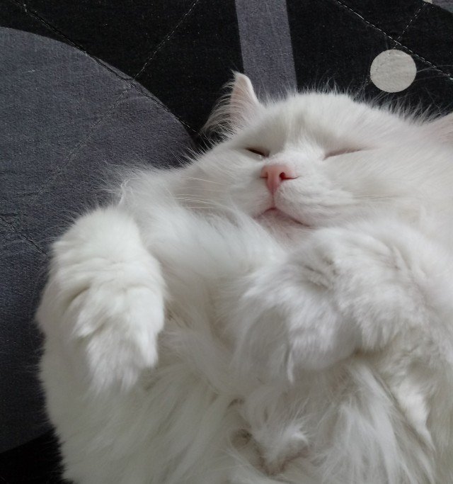 Коты. Филя, Пуся, Вася