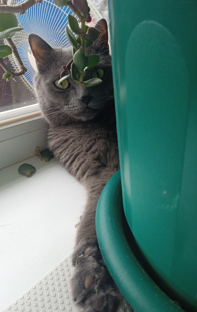 Котовторник.