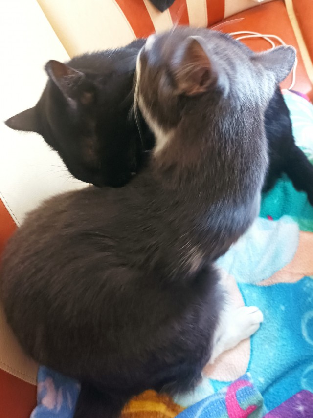 Котовторник, пополнение