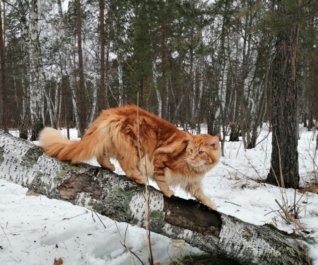 Собаковторник!