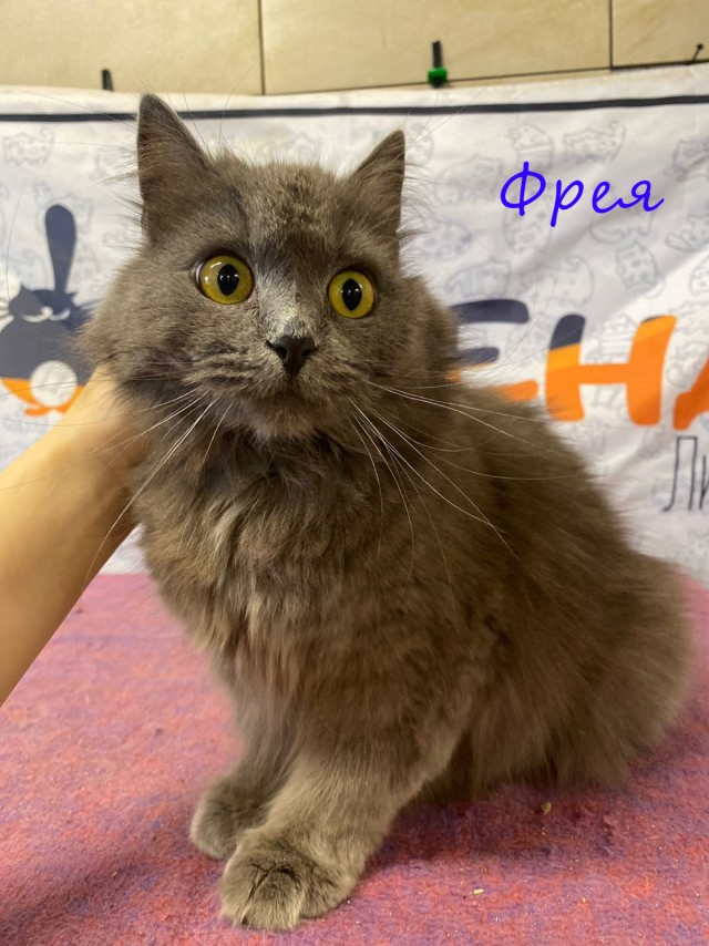 Жизнь домашнего приюта "Котоленд" 381