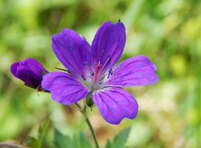 Природа Южного Урала