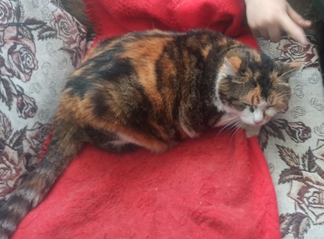 Котовторник, просто Барс