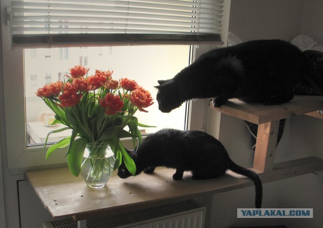 Котовторник 16.04.2013