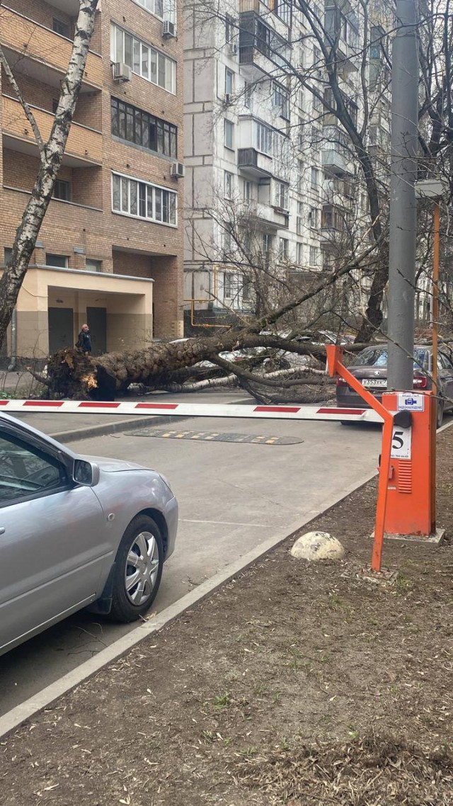 Жителям Москвы порекомендовали меньше находиться на улице – МЧС выпустило экстренное предупреждение об усилении ветра до 21 м/с