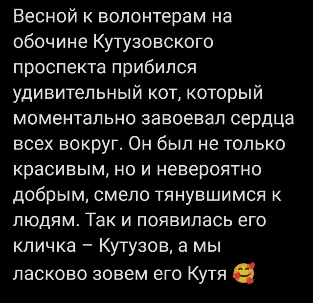 Кутя ласковый и нежный кот