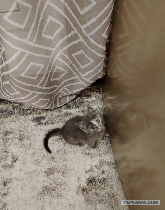 На котовторник