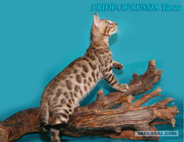 О бенгальских котах на наглядном примере