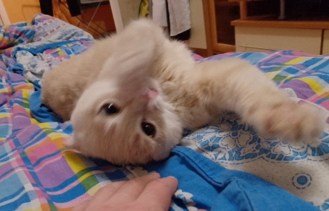 Совпало с котовторником.