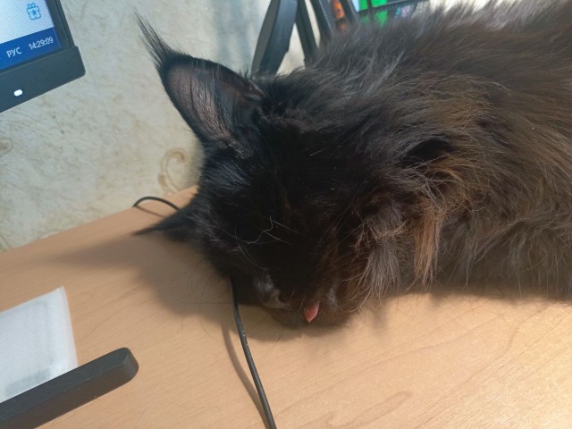 Спящий кот