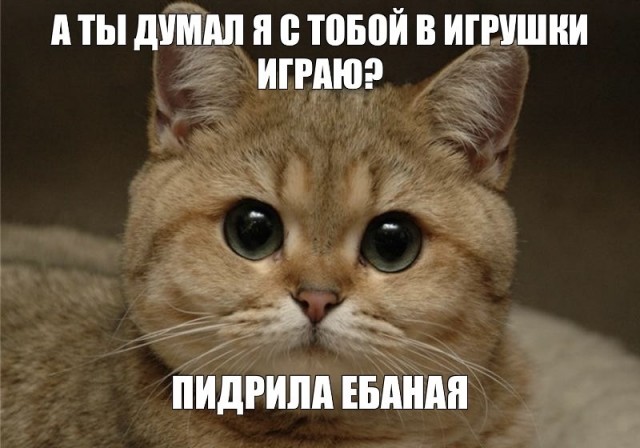 Истинные мастера смешанных единоборств