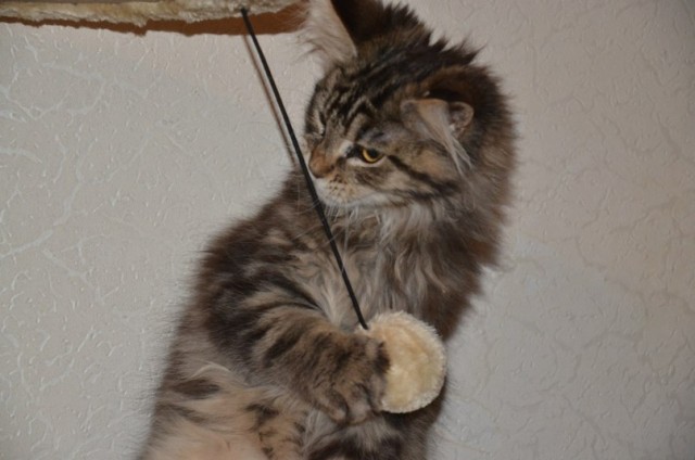 Немного о  Мейн Куне.