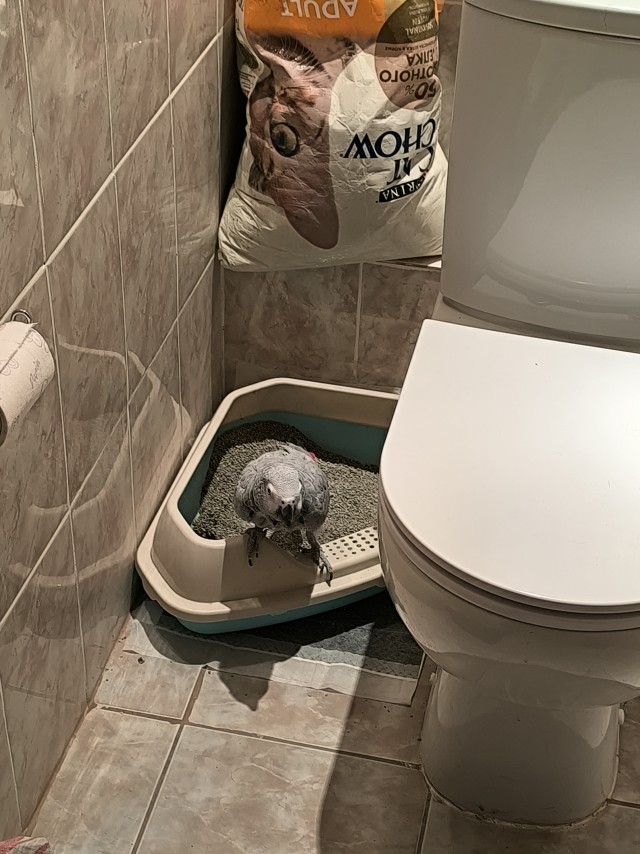 Воспитанный попугай