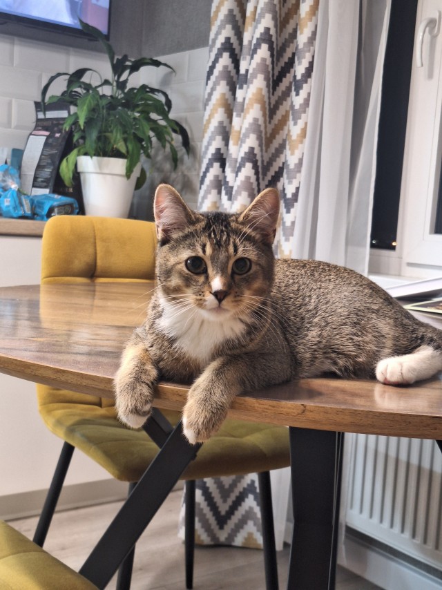 Котофторник жеж
