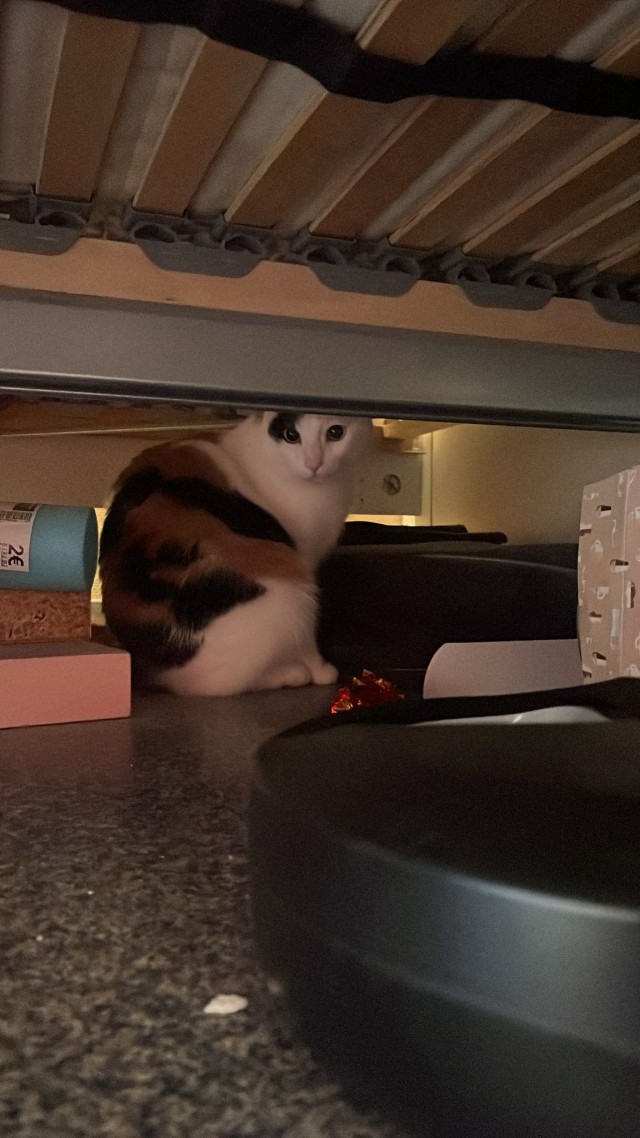 Котëнок с румынской дороги