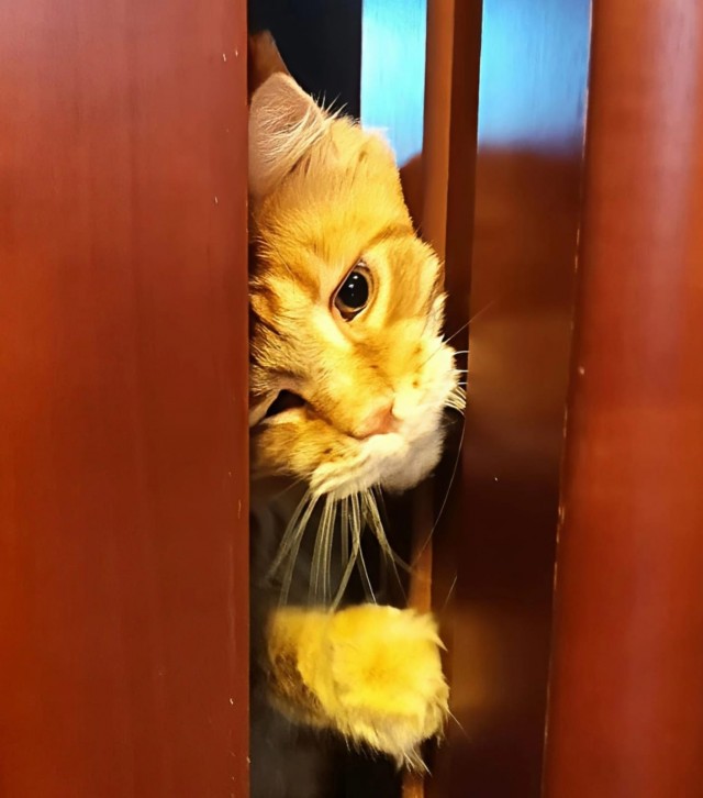 Всех причастных с котовторником!