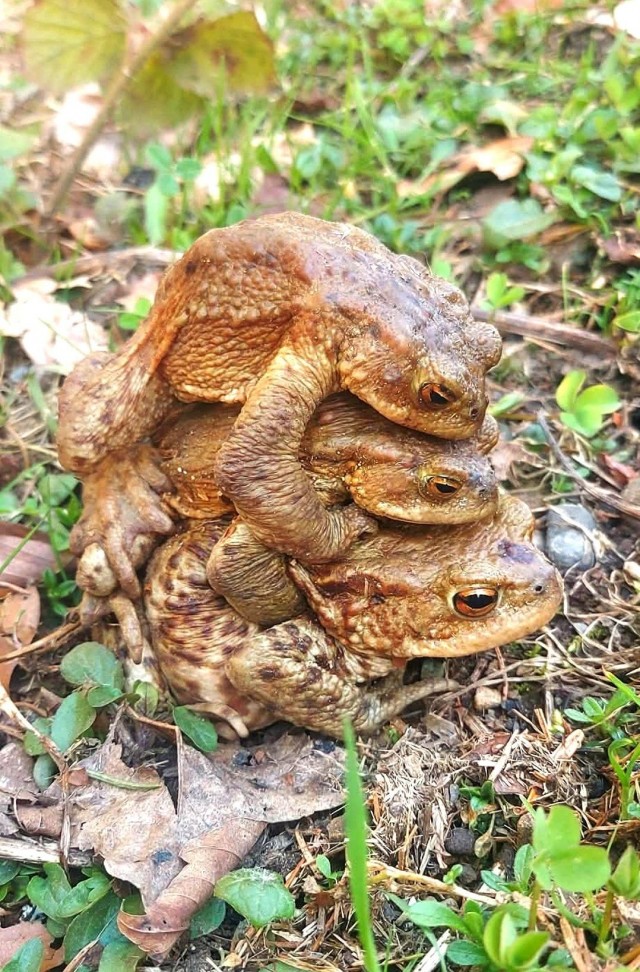 Б... ь обыкновенная, одна штука