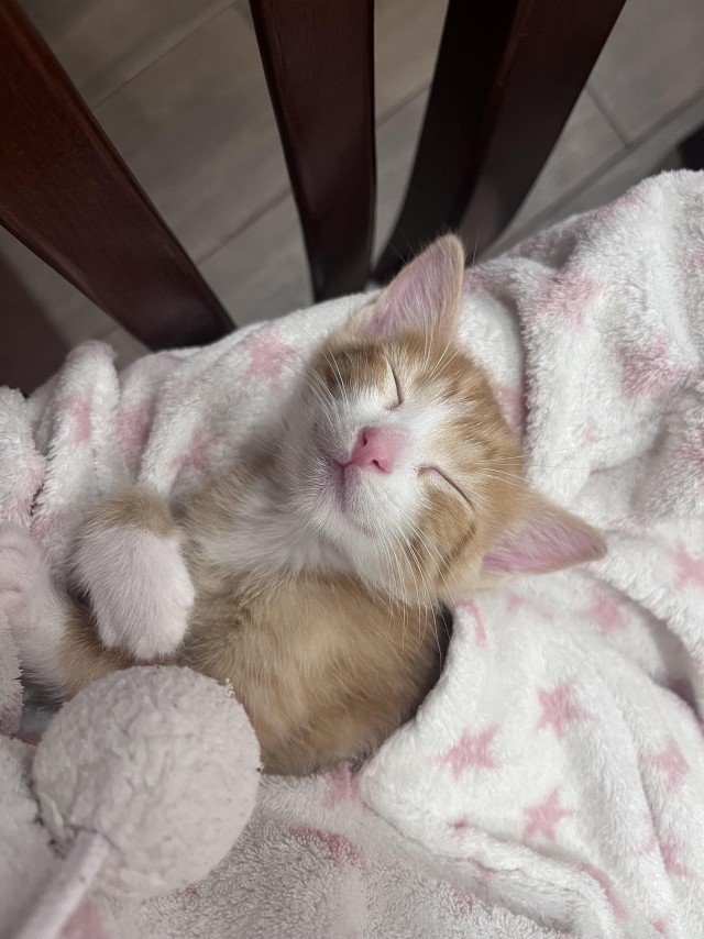 Маленький рыжий сплюшка (котовторник)