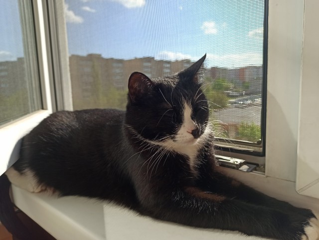 Крымский котик⁠