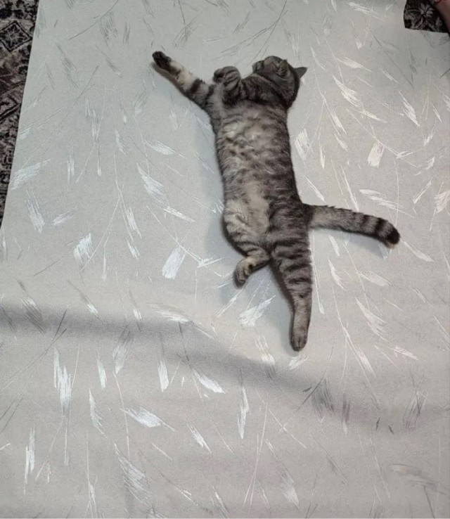 С котовторником))