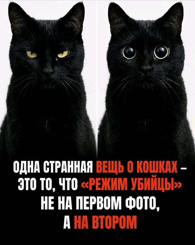 Веселые картинки в четверг (кагбы пятницо) (11.06)