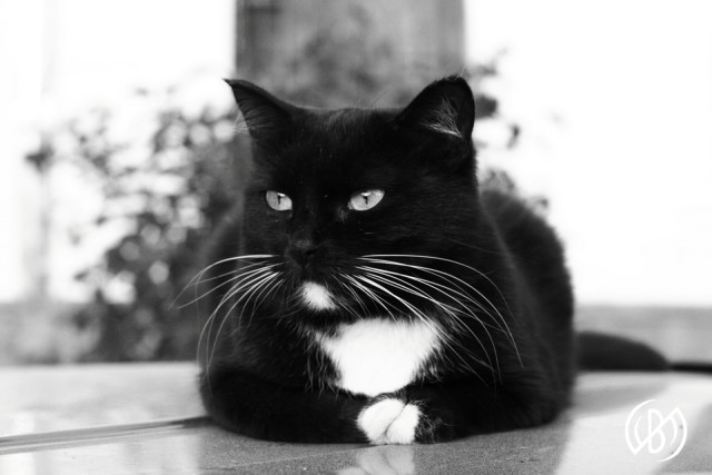 Котовторник  30.07.2013