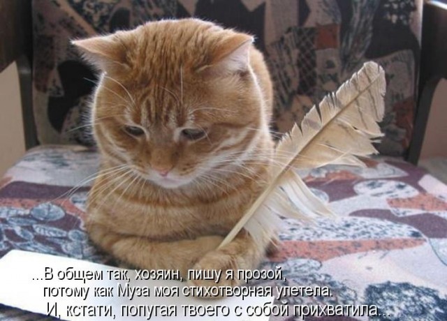 Невыразительные коты