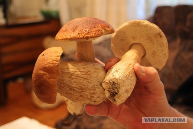 Грибной рай