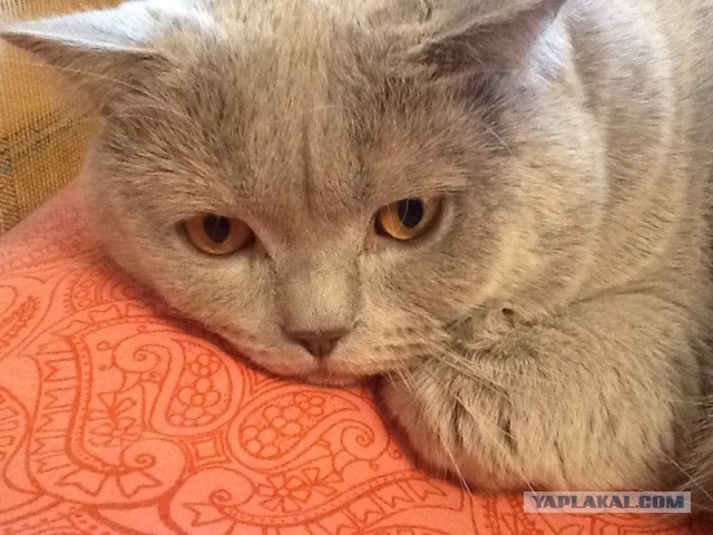 Котовторник 22.10.2013