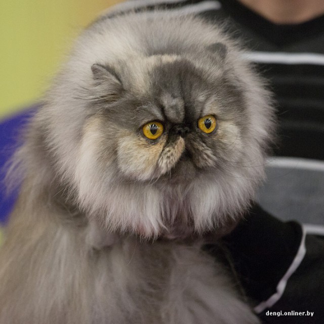 Котовторник 26.11.2013